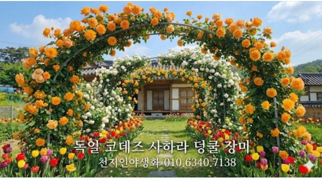 독일 코데즈 사계 덩쿨 장미-사하라, 1개