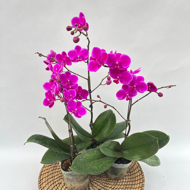 호접란 만천홍 C급상품 3개발송 서양란 난키우기 꽃 디와이팜, 1세트