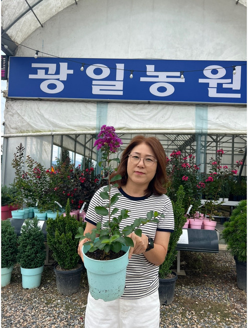 광일농원 자금령 배롱나무 2년 화분 보라색배롱나무 백일홍나무