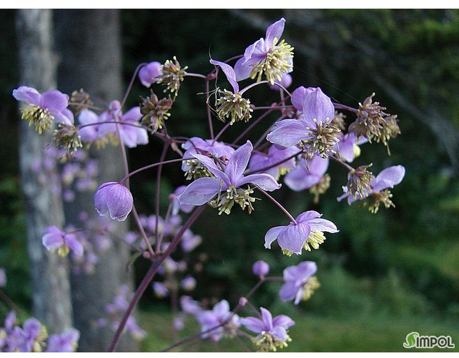 [평창]금꿩의다리, 3개