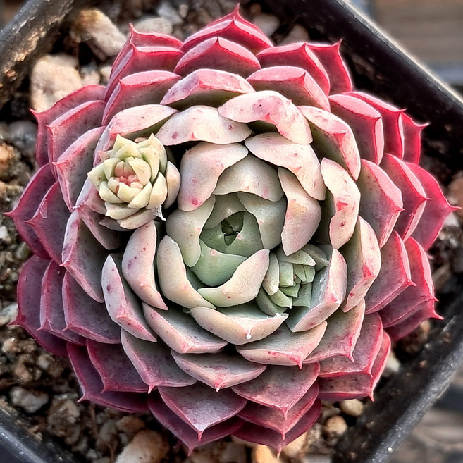 예쁜 다육식물 56가지 모아보기, 18번-샤를로즈, 1개