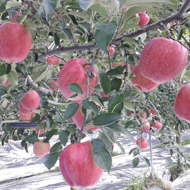 [문경사과] 훼밀리7마켓 고랭지 꿀사과 홍로 감홍 부사사과, 1박스, 10kg(한입 사과)