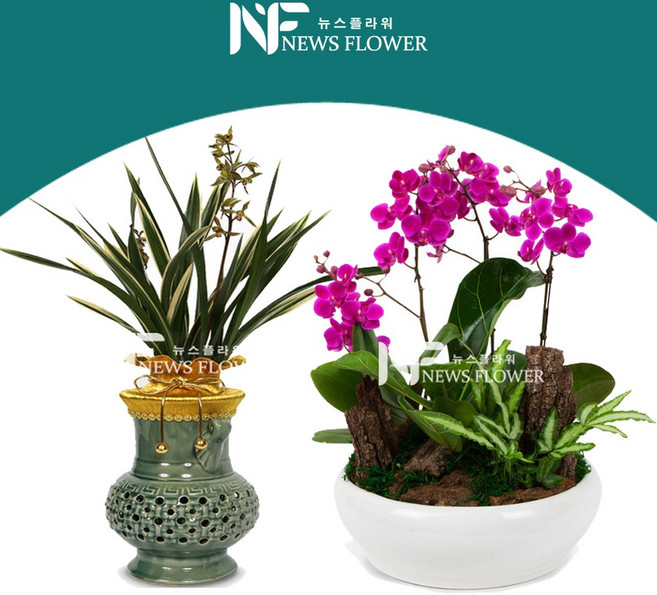 고급 동양란 서양란 취임 승진 영전 축하난, 1개, 2.대국-청자투각분