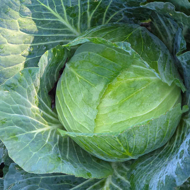 싱싱냠냠 국내산 단단한 양배추, 1박스, 3kg