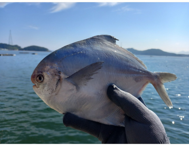 [지금 제철!!] 국내산 생물 병어 손질 없이 빙장포장으로 신선함 그대로 배송, 1박스, 생물 5kg(30~50미)