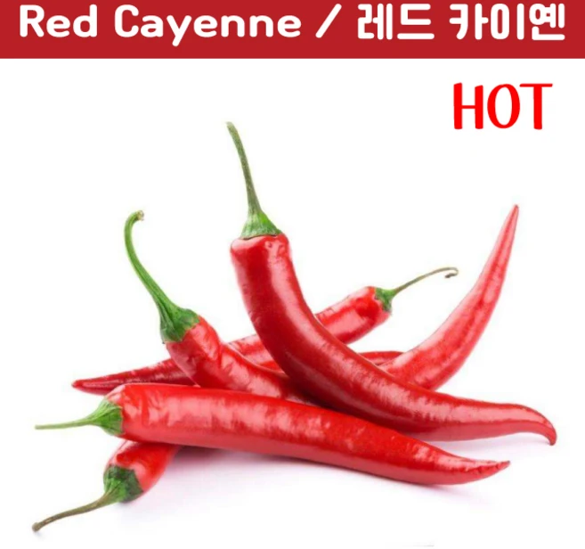Red Cayenne 레드 카이옌 페퍼 희귀 고추 매운고추 특수작물, 1개 - 쿠팡