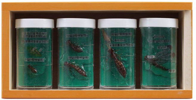 [과학쌤이오] 잠자리의 한살이 관찰 생물 액침 표본 체험 학교 자연 학습 방과후 과학실