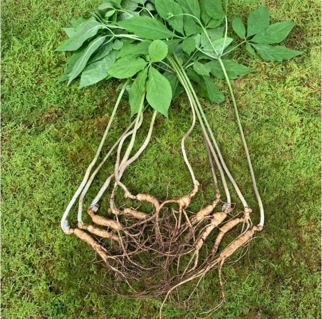 산들 산양산삼 7-8년근 20뿌리 잎대삼 오리지널 산양삼 산삼 산양산삼 장뇌삼 장뇌산삼 부모님선물 지인선물 건강식품 국내산 직접재배 강원도 산지직송, 1세트