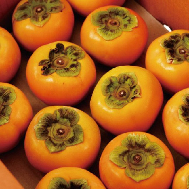 진영 가정용 단감 부유단감 오래두고 먹는 사계절 과일 아삭달콤 대용량, 1박스, 5Kg