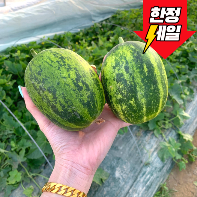 [100개 한정특가]고당도 파파야 멜론 개구리 참외 정품 프리미엄 산지직송, 5kg(박스포함), 1박스, 5kg ( 4인가족/선물용 추천 )
