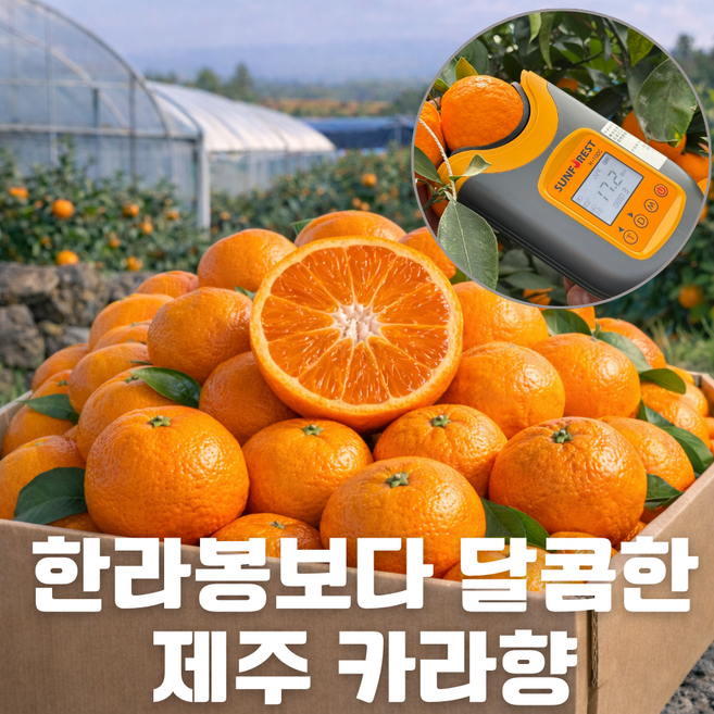 [재구매1위] 제주 카라향 고당도 프리미엄 제철 꿀 감귤 산지직송, 1박스, 제주 카라향 5kg [넉넉구성]