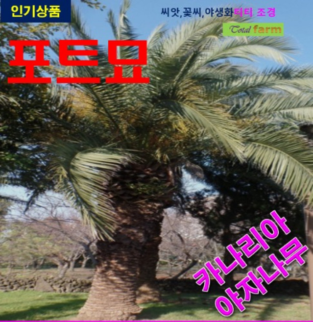 포트묘 카나리아 야자나무 2주, 1개