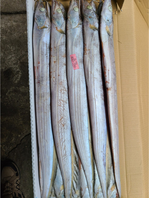 [삼성씨푸드] 세네갈 갈치 1박스 8kg 식당용 가정용 도매, 1개, 세네갈 갈치 400/500 8kg