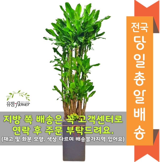고급대형 화분 개업 축하 화분 전국 당일배송, 04. 황금죽, 1개