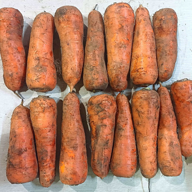 아삭한 제주 구좌 햇 흙당근 산지직송 2kg 5kg 10kg, 1개, 10kg / 왕특