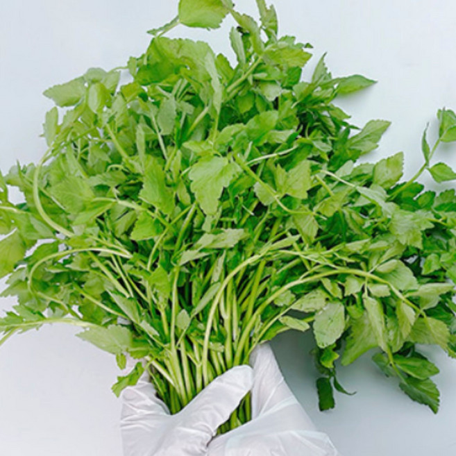 국내산 봄제철 채소 청도 미나리, 1개, 2kg