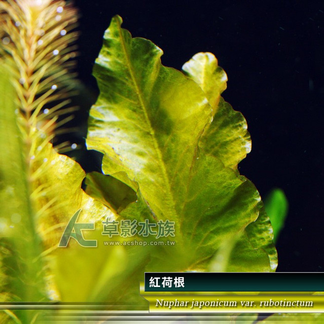 AC草影 紅荷根 水生植物, 1個