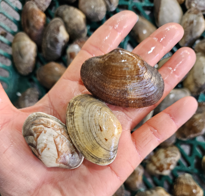 홍지수산 고흥 바지락 활바지락 물바지락 다이버바지락, 1개, 1kg
