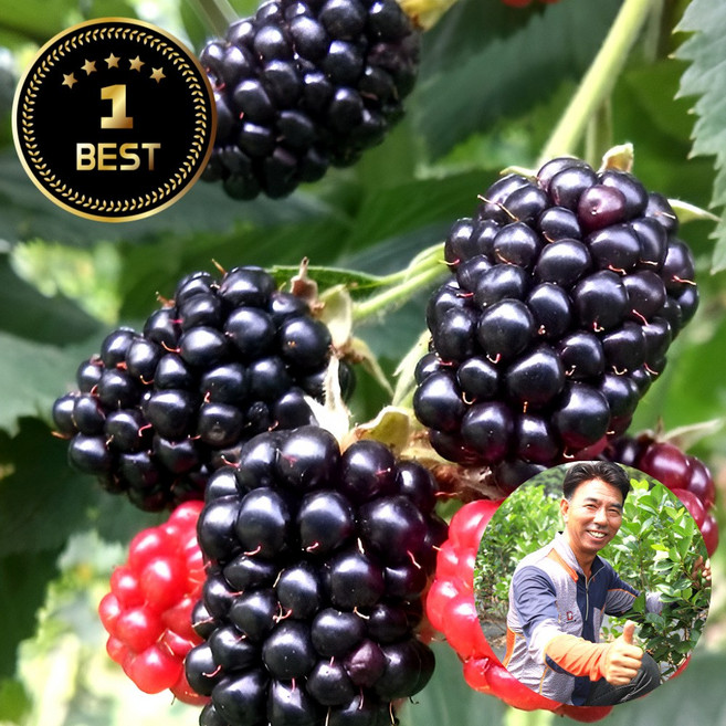 국내산 슈퍼복분자 햇 블랙베리 제철 과일 급냉 최고당도, 1개, 1kg (특품)