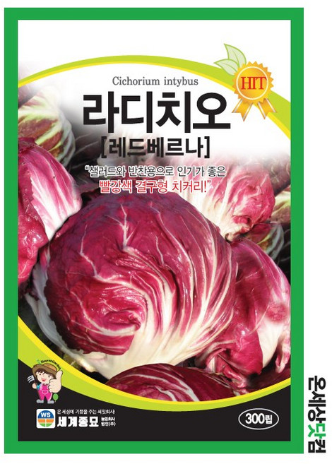 레드베르나치커리 300립 / 라디치오 씨앗 종자 쌈채소 샐러드 치커리, 1개