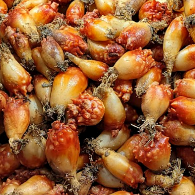 [품절임박] 제철 통영 활 멍게, 1개, 한정특가)_6KG 품절임박