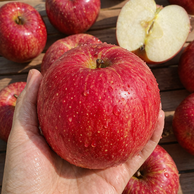 [사과축제1위] 1+1 영주 아삭 꿀맛땡이 햇 사과 5KG (총 10키로 발송) 대과, 1박스, 10KG
