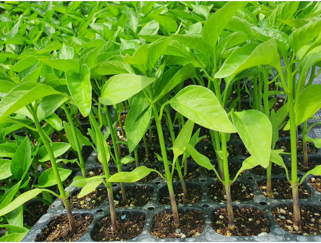 따고또따고 (오이맛고추/아삭이) 모종 10포기, 10개