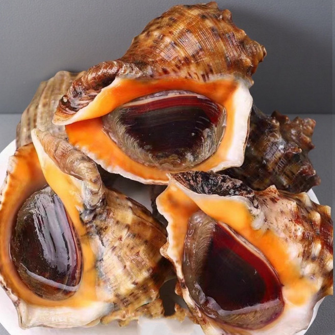 파도스토리 통영 자연산 특대형 참소라 뿔소라 해삼 산지직송 생물, 1세트, 참소라3-5미