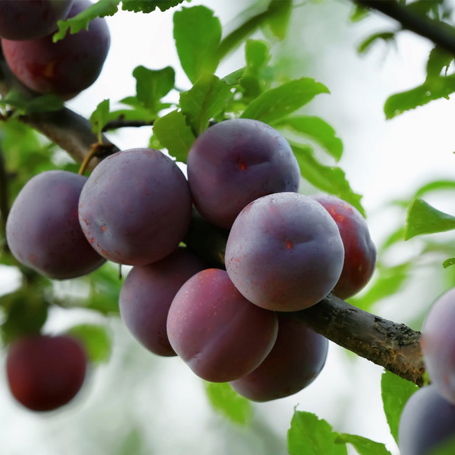 [충북농원] 피자두 자두나무 묘목 - 접목묘, 2. 접목/1년생/상묘, 1개