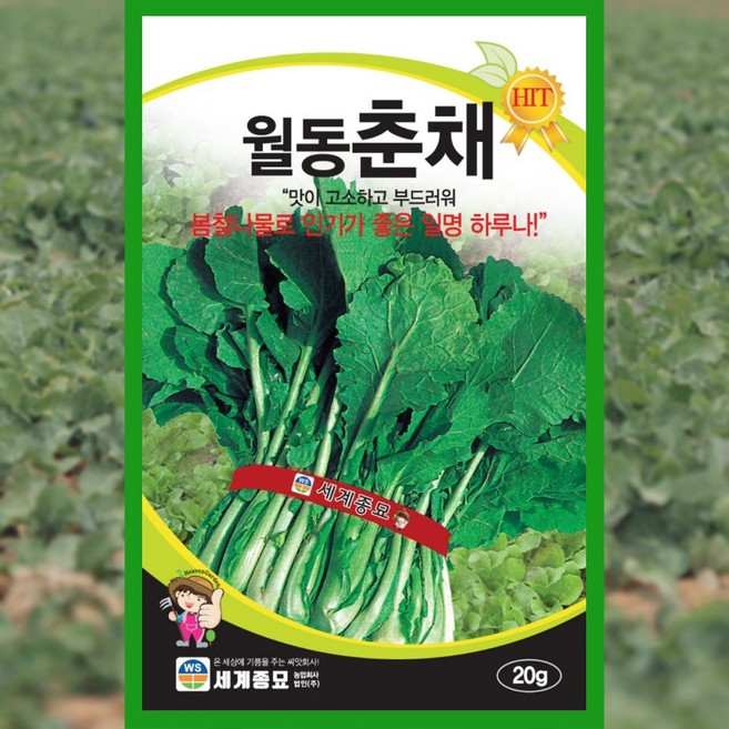 월동춘재 씨앗 20g 종자 유채나물 겨울 채소, 1개