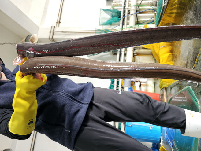 대물 활장어 특선 40년장어통발 선단 창신호, 1개, 통발 활장어특대2마리