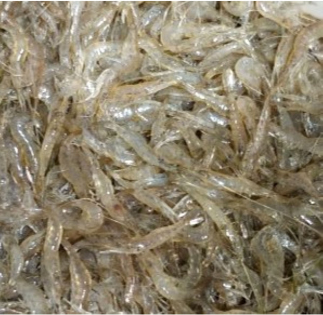 국내산 토하 새뱅이 생새우 생이새우 낚시미끼용 살아있는생 100미 50미 10미 1kg, 100개, 100g내외