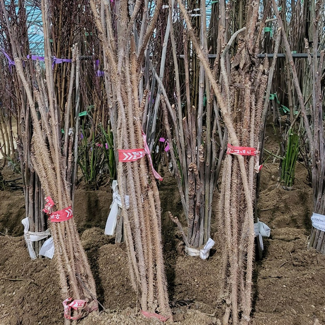 두릅나무 엄나무 접목구지뽕 오가피 벌나무 왕보리수 복분자 참가죽 오미자 마가목 황칠나무 등 다양한 약용수나무묘목, 가시오가피(오갈피) 20cm, 1개