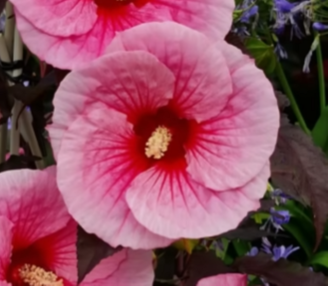 부용 빅팬시[1포트], 1개