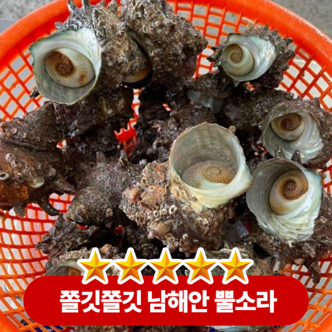 [재구매 1위] 산지직송 국내산 자연산 남해안 뿔소라, 1박스, 1kg