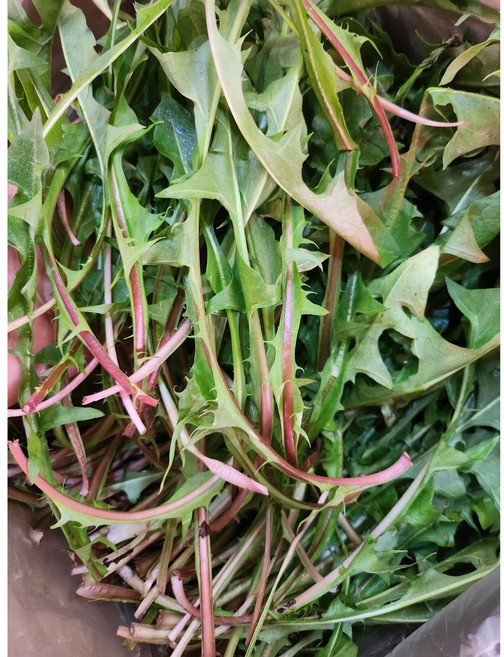 [오늘의 아시아푸드] 싱싱민들레 . 푸궁잉 쌉싸롬하면서 입맛돋구는 무순들레, 500g, 1개