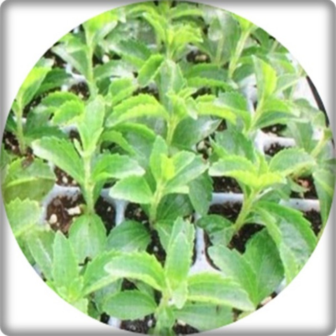 스테비아 /stevia /설탕초 /화분묘/ 포트화분 /허브/ 야생화 /3포트묶음, 1kg, 1개