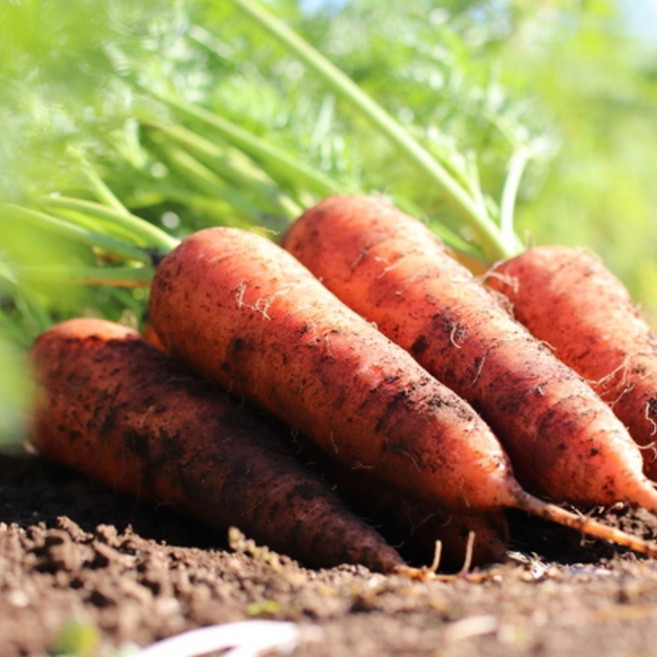 식감최강 당근일미 제주 구좌 흙당근, 1박스, 3kg(상)