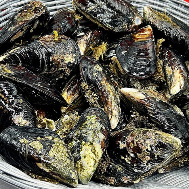 자연산 홍합 담치 2kg 대, 1개, 상세페이지 참조