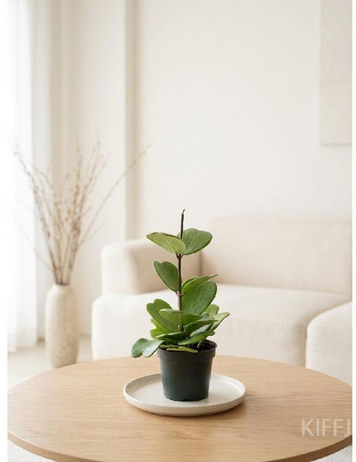 하트호야 행운의 하트다육이 제니오숲, B. 주렁주렁 하트호야