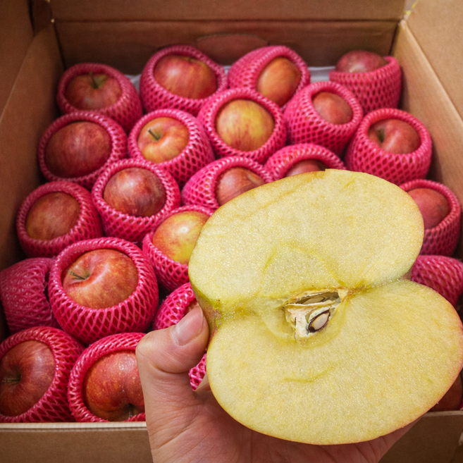 [품절임박 마지막200박스] 청송 얼음고랭지 꿀이 꽉있는 햇 부사 사과 5KG 대과, 1박스