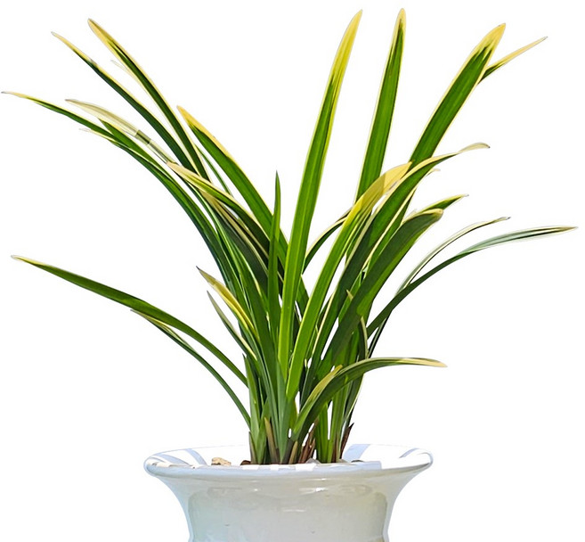 나라아트 금기(5-6촉)/동양란/서양란/난초/취미난/반려식물/나라아트, 1개