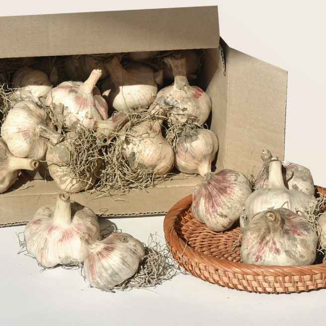 26년 창녕 햇마늘 통마늘, 1개, 10kg