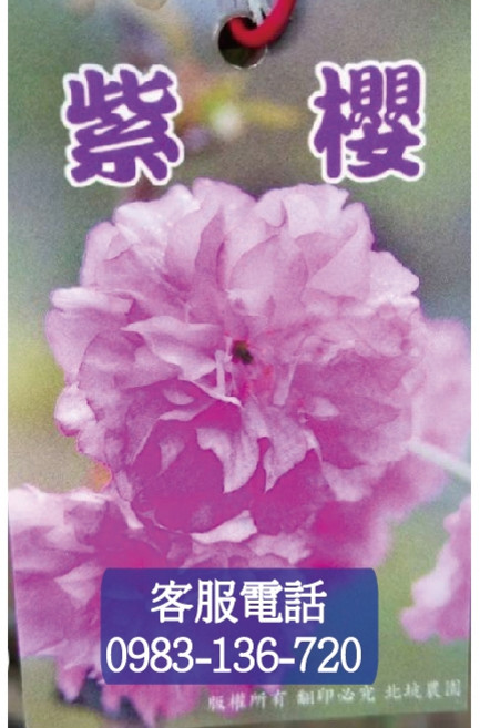 各種櫻花苗：染井吉野、河津櫻、昭和櫻、雪舞、紅粉佳人、富士櫻