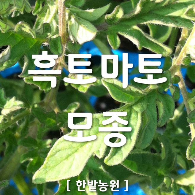 채소 모종 ~ 각종 묘종. 베란다 텃밭 세트 공기정화식물 허브 씨앗 채소모종 ~, H061 흑토마토 모종 1개