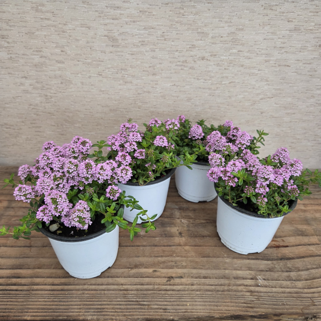 [용이네 화원] 백리향 [4개배송 1+1+1+1 무료배송] 10cm 화분 야생화 노지월동 꽃잔듸 잔디, 4개, 랜덤