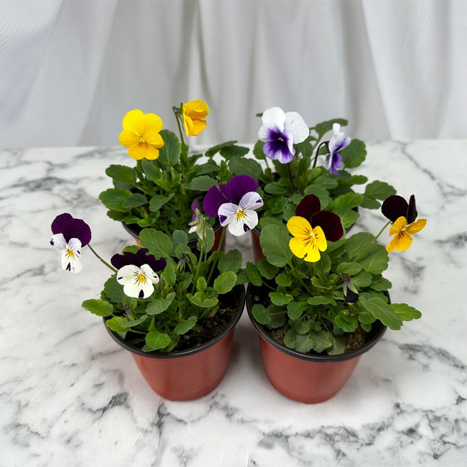 겨울비올라 식용꽃 겨울꽃 4색세트, 4색세트(총4개), 1개