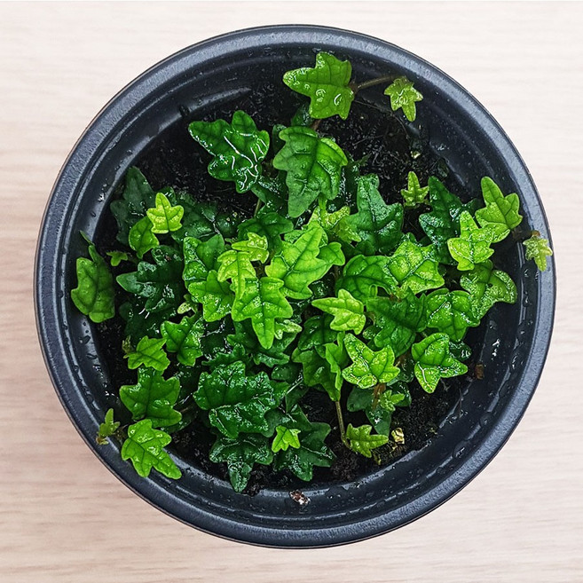 이끼몰 제주애기모람 포트S 테라리움 만들기 키트 DIY, 1개