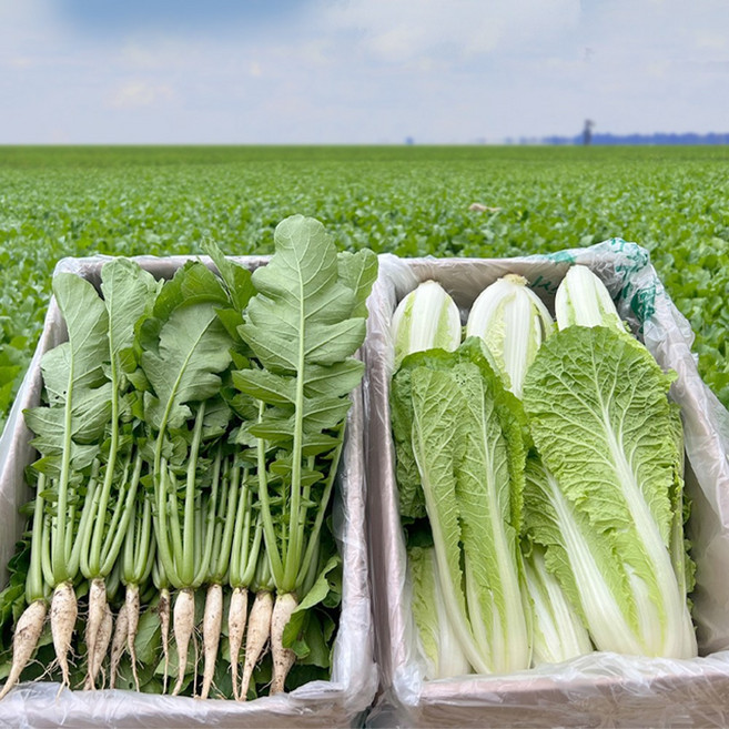 동두천 아삭이 어린 열무 얼갈이 세트, 1박스, kg, 열무1kg얼갈이1kg