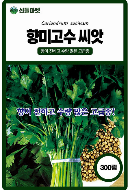 향미고수 씨앗 300립 향이 진하고 수량 많은 고급 품종 종자, 1개
